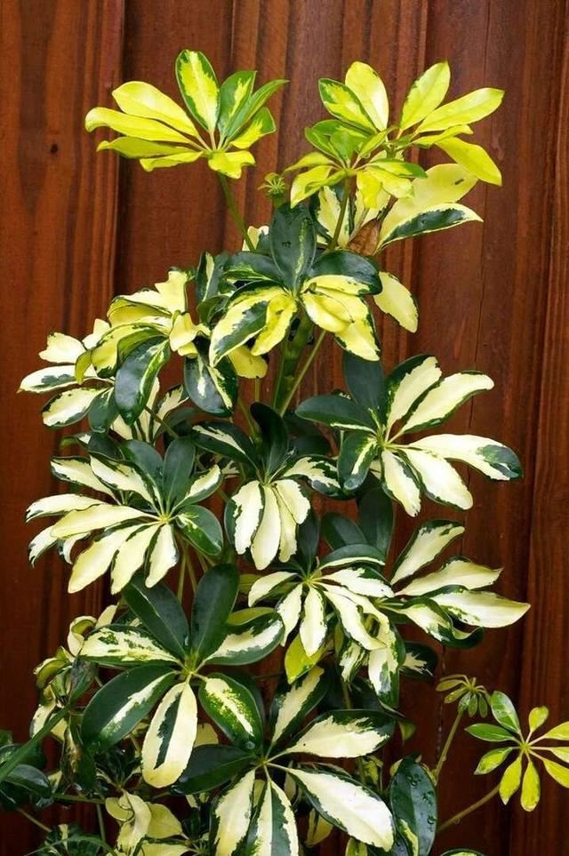 养植物不懂修剪，容易招惹病虫害，花朵越开越少，赶紧来学学吧