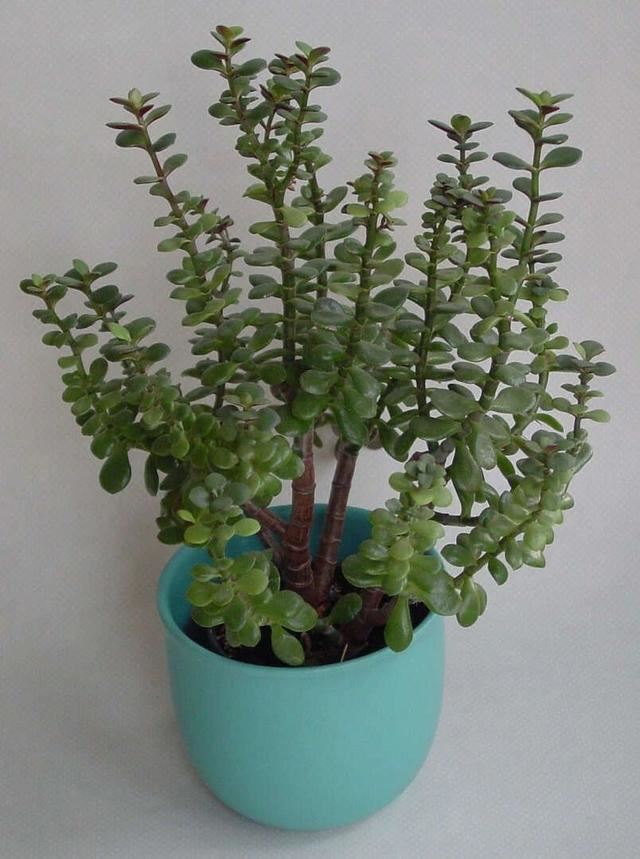 养植物不懂修剪，容易招惹病虫害，花朵越开越少，赶紧来学学吧