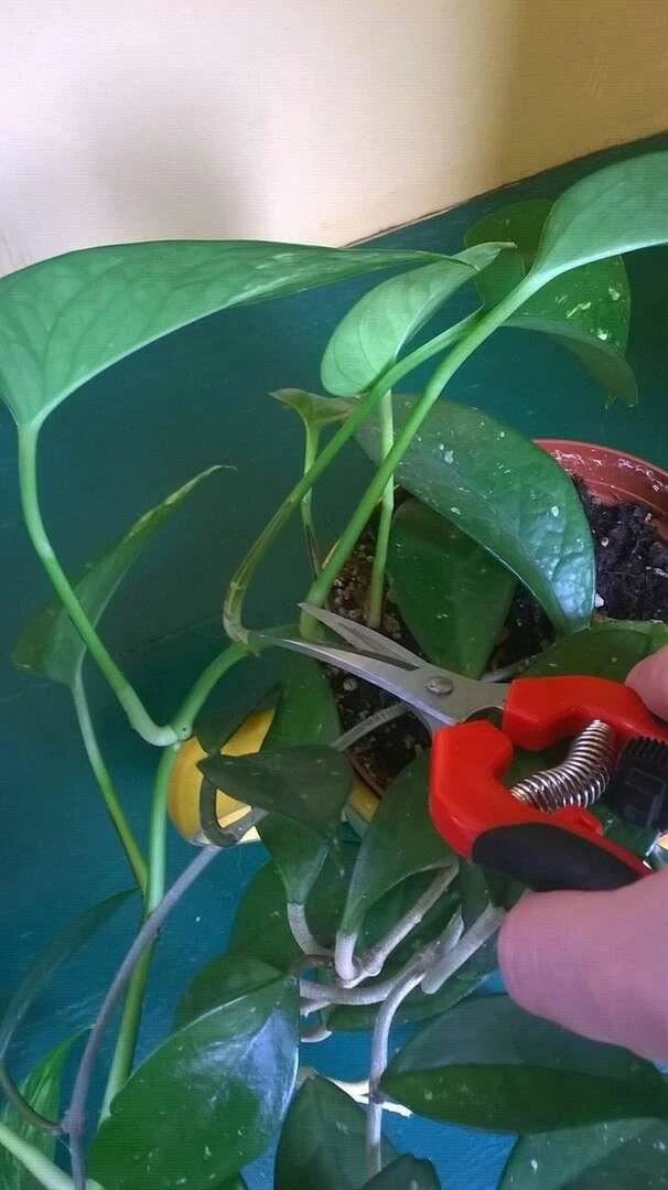 养植物不懂修剪，容易招惹病虫害，花朵越开越少，赶紧来学学吧