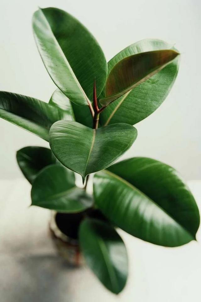 养植物不懂修剪，容易招惹病虫害，花朵越开越少，赶紧来学学吧