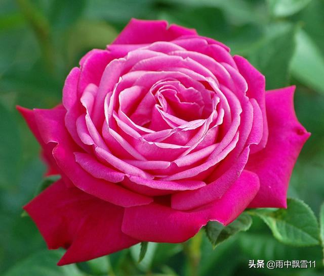 嫩芽繁殖月季花，扦插易成活，当年长成健壮苗，花开百朵香味浓