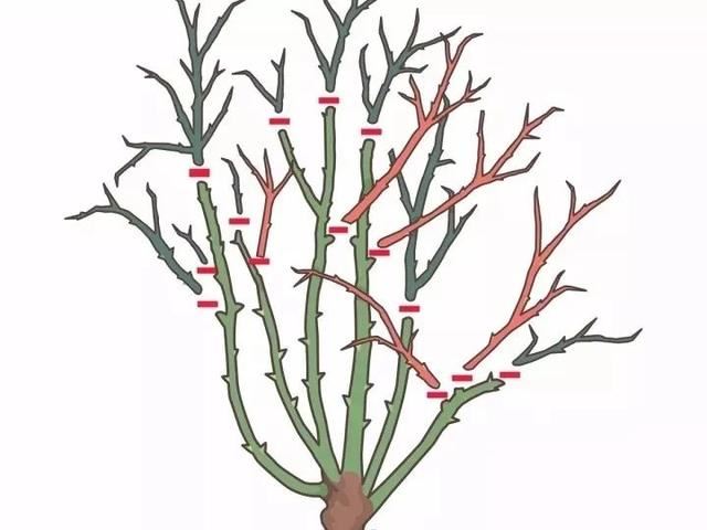 养植物不懂修剪，容易招惹病虫害，花朵越开越少，赶紧来学学吧