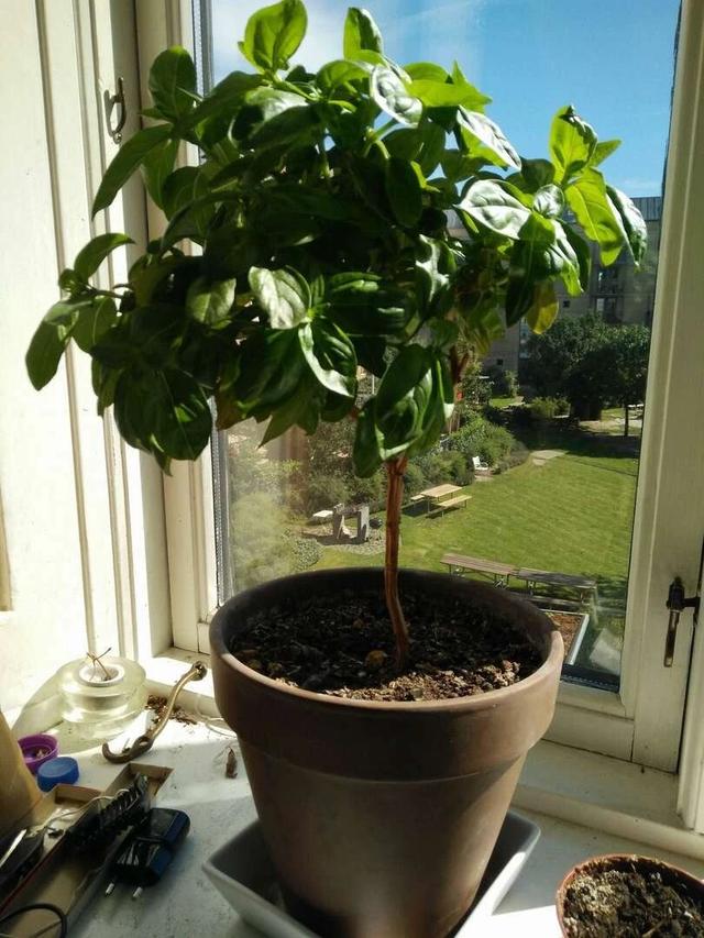 养植物不懂修剪，容易招惹病虫害，花朵越开越少，赶紧来学学吧