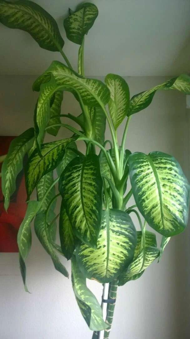 养植物不懂修剪，容易招惹病虫害，花朵越开越少，赶紧来学学吧