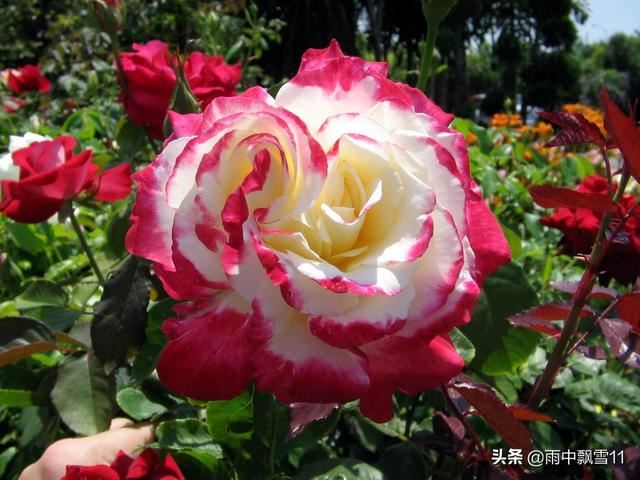 嫩芽繁殖月季花，扦插易成活，当年长成健壮苗，花开百朵香味浓
