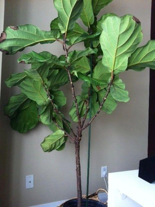 养植物不懂修剪，容易招惹病虫害，花朵越开越少，赶紧来学学吧