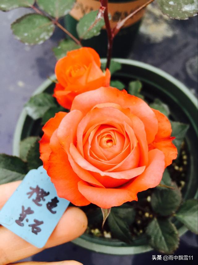 嫩芽繁殖月季花，扦插易成活，当年长成健壮苗，花开百朵香味浓
