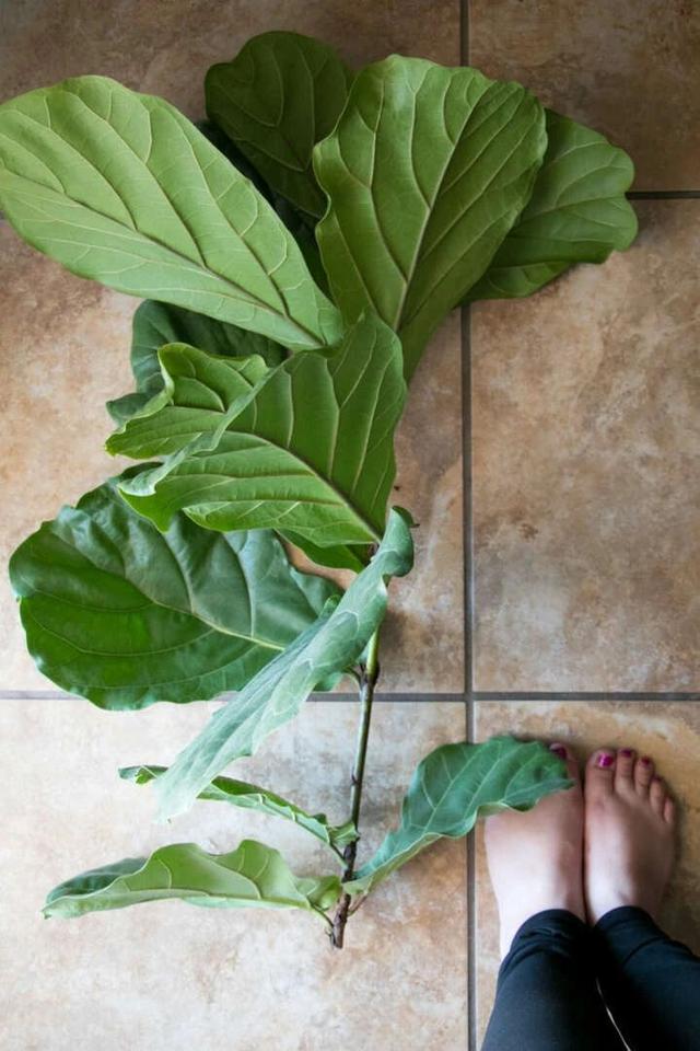 养植物不懂修剪，容易招惹病虫害，花朵越开越少，赶紧来学学吧