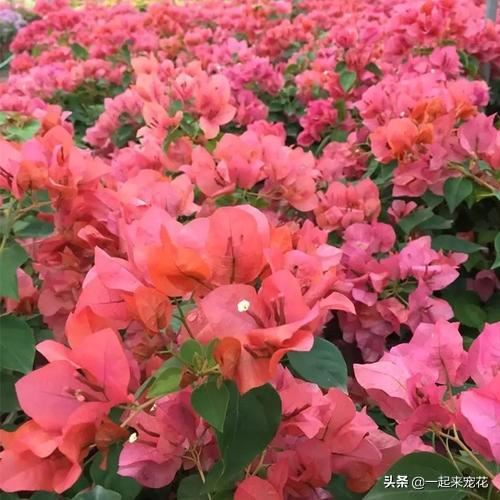 十个三角梅品种,小白随便养,一年都能开花200天! 十个三角梅品种,小白随便养,一年都能开花200天!