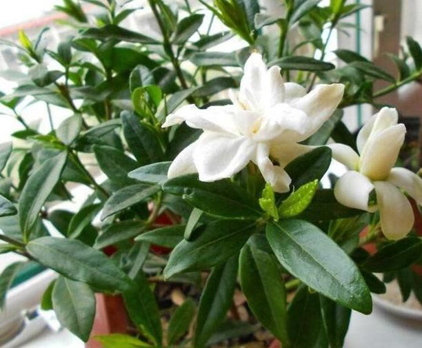 食用醋养花有什么用？兑水灌根喷叶，病虫害没了、枝叶更茂密