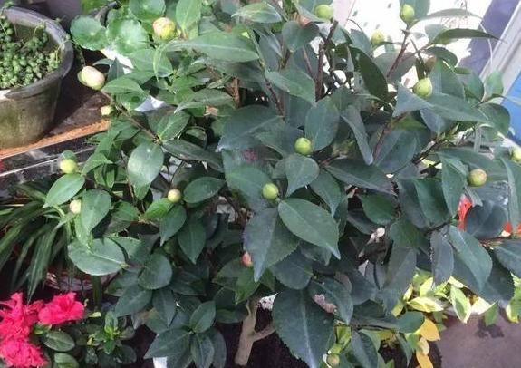 食用醋养花有什么用？兑水灌根喷叶，病虫害没了、枝叶更茂密