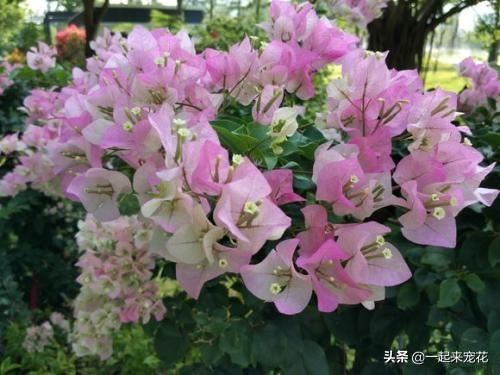 十个三角梅品种,小白随便养,一年都能开花200天! 十个三角梅品种,小白随便养,一年都能开花200天!