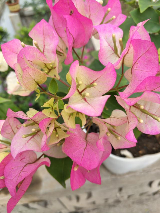 三角梅不爱开花爱黄叶，找到这几个黄叶原因，叶绿花红，开得久