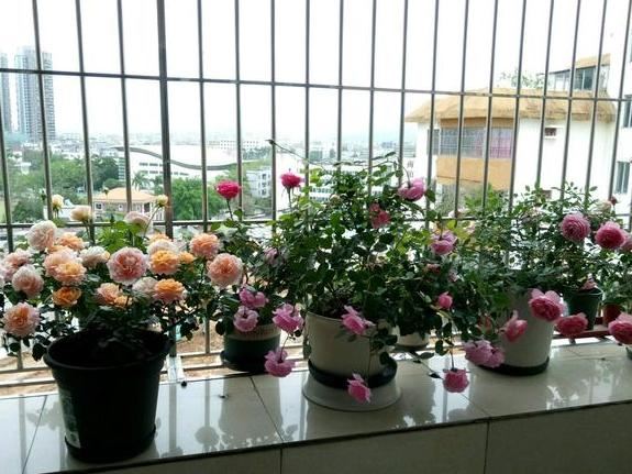 食用醋养花有什么用？兑水灌根喷叶，病虫害没了、枝叶更茂密