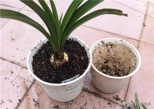 叶子萎蔫就浇水？别傻了，这“5种情况”要知道，不然浇1盆死1盆