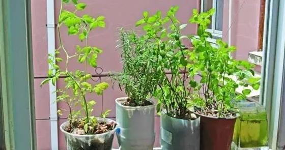 食用醋养花有什么用？兑水灌根喷叶，病虫害没了、枝叶更茂密