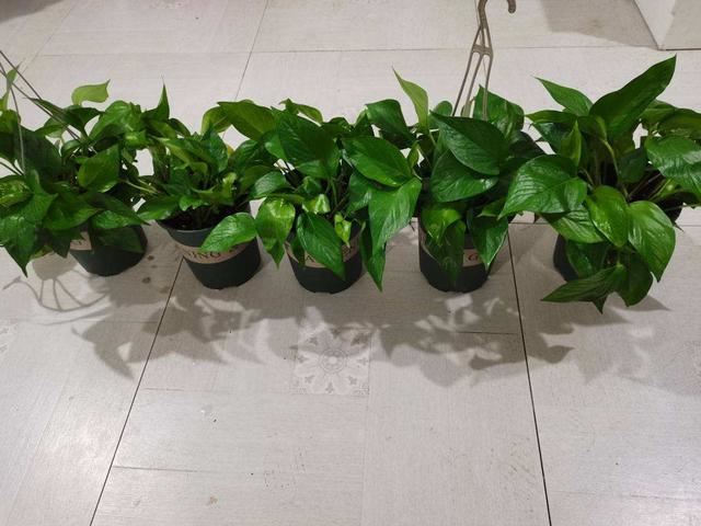 夏天养花温度高，选盆绿萝来帮忙，不管就能长很好