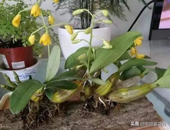 叶子萎蔫就浇水？别傻了，这“5种情况”要知道，不然浇1盆死1盆