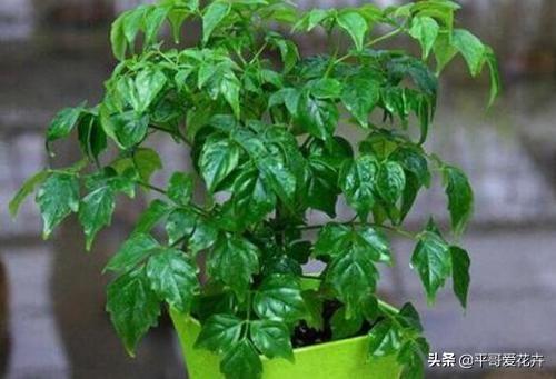 叶子萎蔫就浇水？别傻了，这“5种情况”要知道，不然浇1盆死1盆