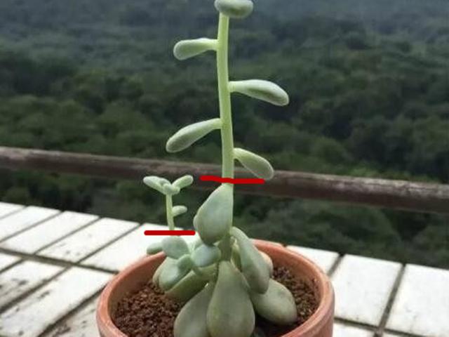 3种情况多肉要砍头，砍头后做好4点，扦插才容易生根