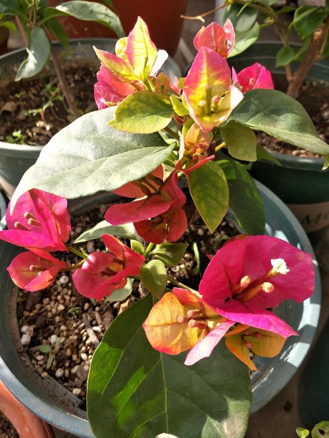 三角梅不爱开花爱黄叶，找到这几个黄叶原因，叶绿花红，开得久