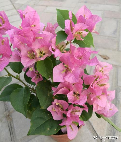 十个三角梅品种,小白随便养,一年都能开花200天! 十个三角梅品种,小白随便养,一年都能开花200天!