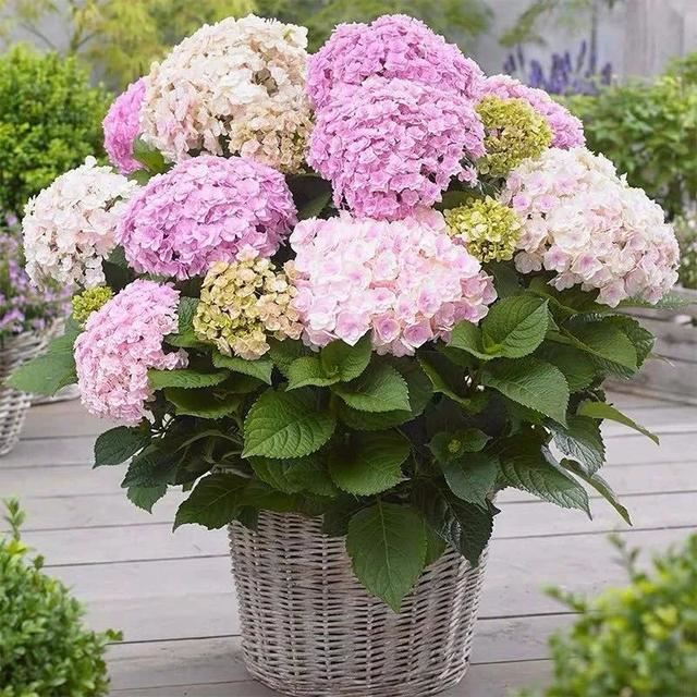 绣球花没花苞？多晒太阳、施点肥，花苞蹭蹭冒不停！