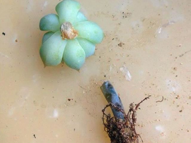 3种情况多肉要砍头，砍头后做好4点，扦插才容易生根