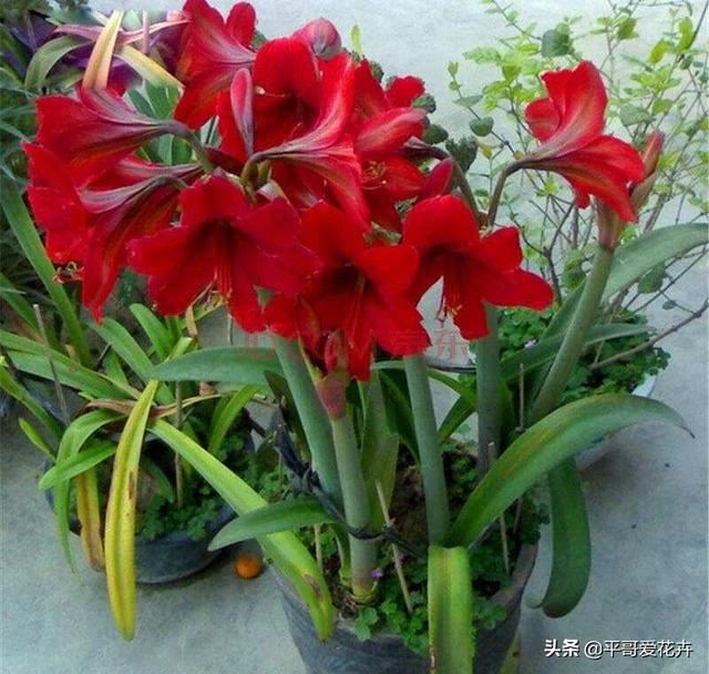 叶子萎蔫就浇水？别傻了，这“5种情况”要知道，不然浇1盆死1盆