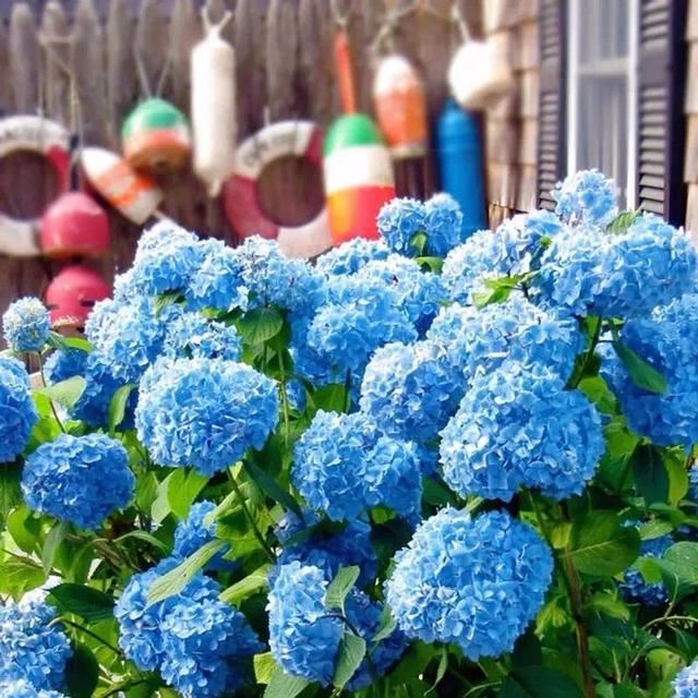 绣球花没花苞？多晒太阳、施点肥，花苞蹭蹭冒不停！