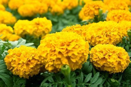 喜欢养护花卉，我们就选择花色艳丽，花期长，观赏价值较高的花卉