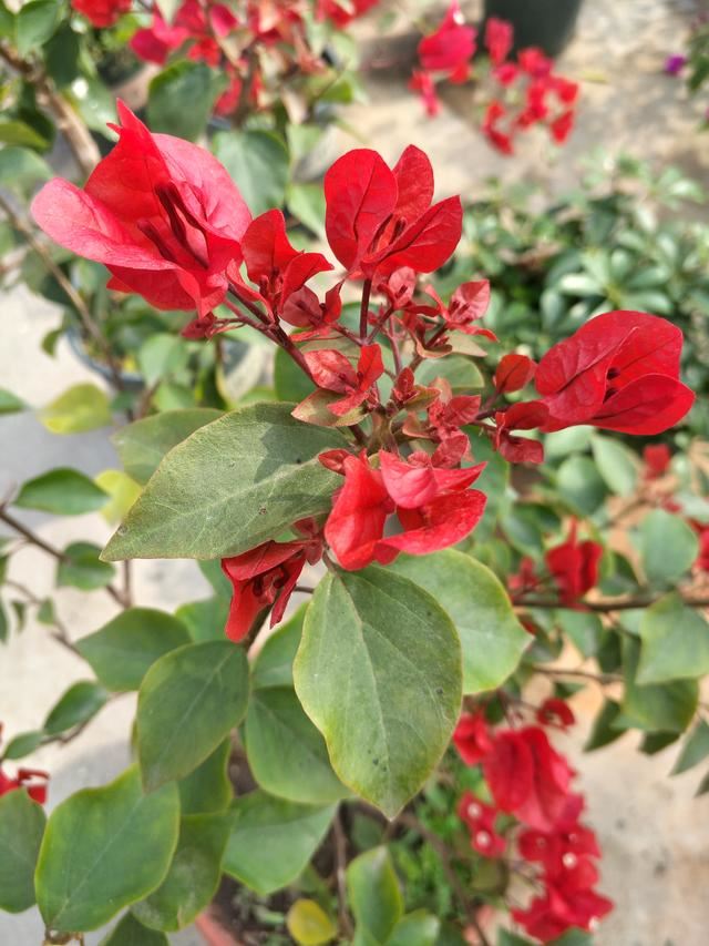 三角梅不爱开花爱黄叶，找到这几个黄叶原因，叶绿花红，开得久