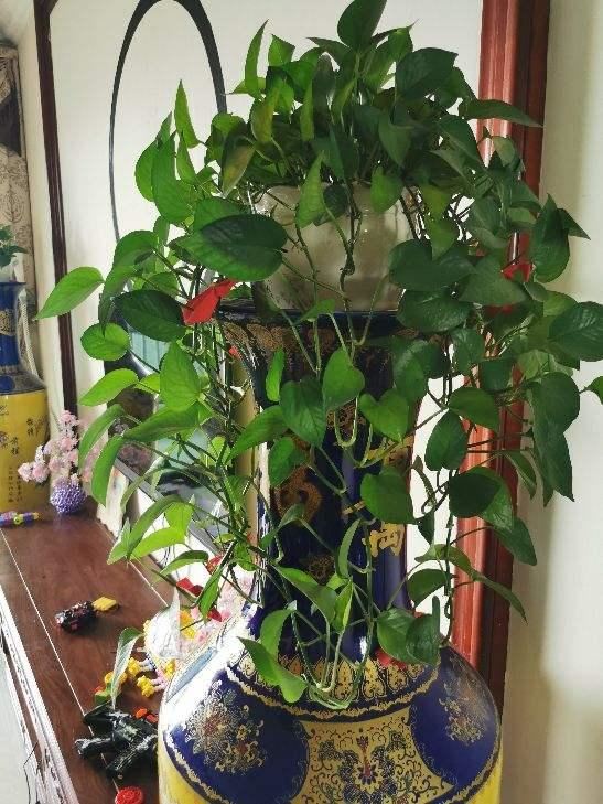 夏天养花温度高，选盆绿萝来帮忙，不管就能长很好