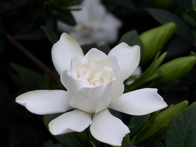 栀子花叶子发黄的原因，养好叶子，才能开好花，花才香！