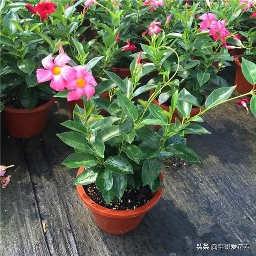 叶子萎蔫就浇水？别傻了，这“5种情况”要知道，不然浇1盆死1盆