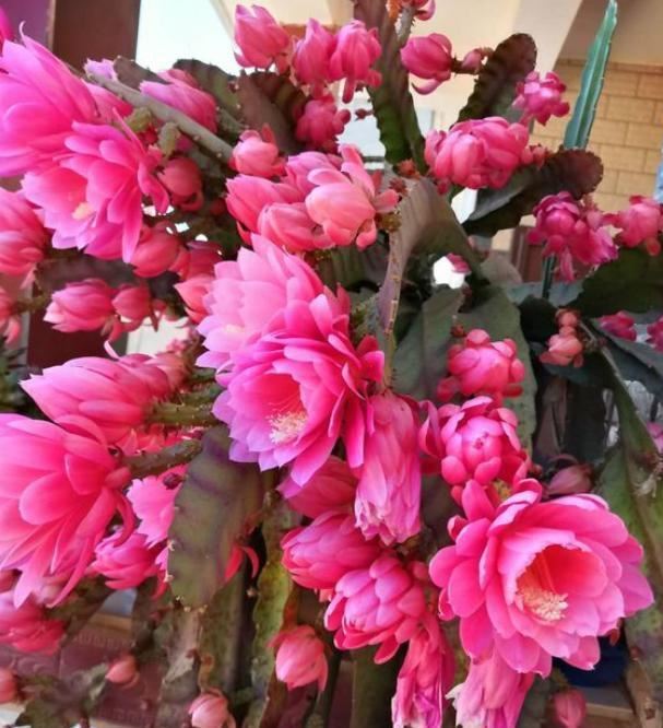 令箭荷花这么养，一次能冒上百个花苞，花大色艳，太壮观了