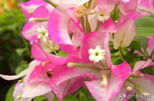 十个三角梅品种,小白随便养,一年都能开花200天! 十个三角梅品种,小白随便养,一年都能开花200天!