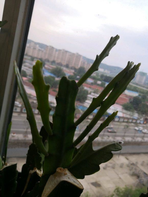 特殊仙人掌，叶片像令箭，开满大荷花，做到这4点，个个碗口大