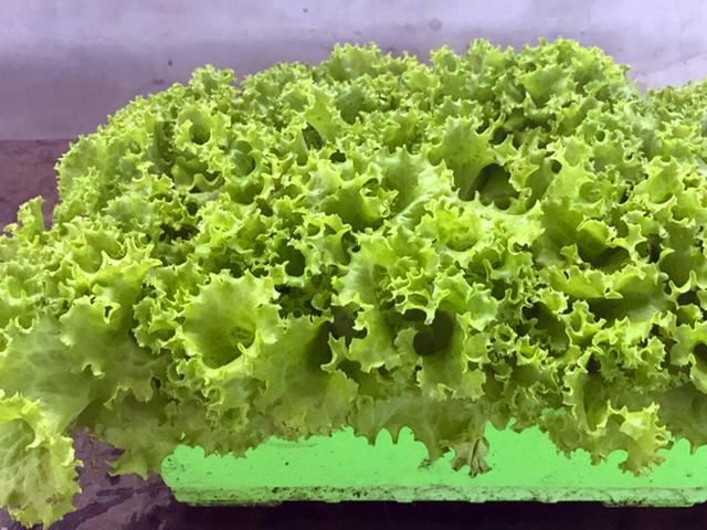 5种有机肥料的用法，用对花卉蔬菜越长越旺，用不对影响生长