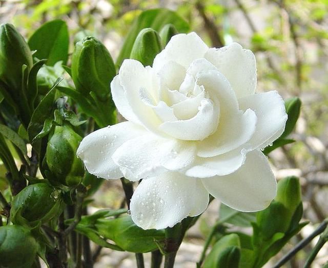 栀子花叶子发黄的原因，养好叶子，才能开好花，花才香！