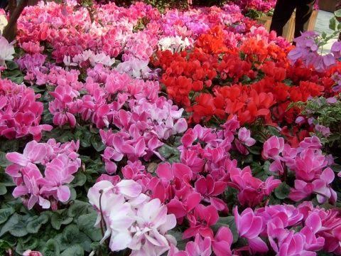 凉爽的环境中开花的花卉，适合冬季作为年宵花养护
