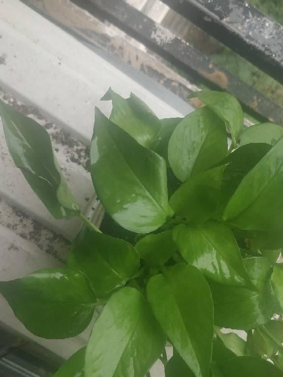 夏天养花温度高，选盆绿萝来帮忙，不管就能长很好