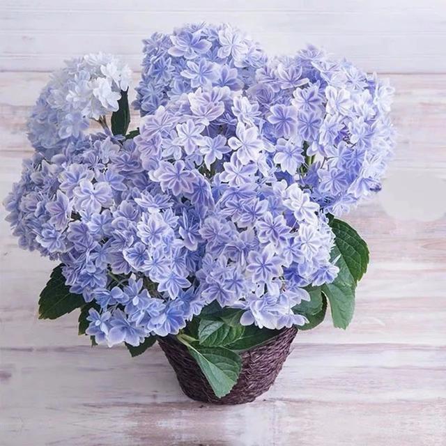 绣球花没花苞？多晒太阳、施点肥，花苞蹭蹭冒不停！