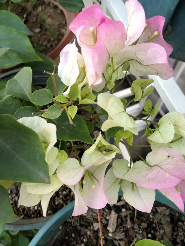 三角梅不爱开花爱黄叶，找到这几个黄叶原因，叶绿花红，开得久