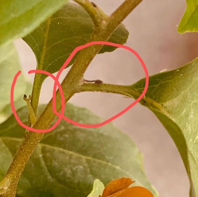 三角梅盆栽在花苞期需要继续控水吗？做错了，小心花苞全枯萎