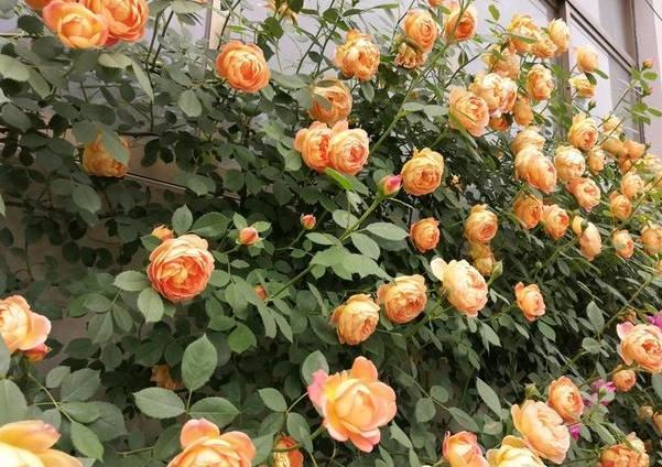 养花缺少磷钾肥：学会自制技巧，往花盆里放一点养啥植物都旺