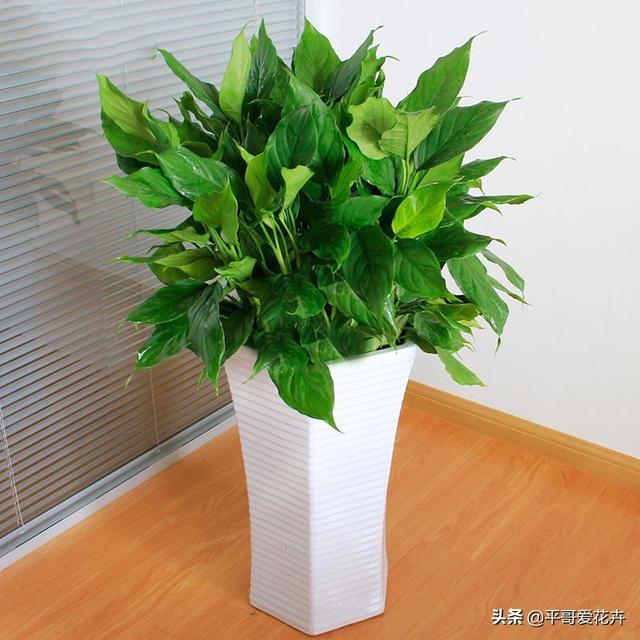 叶子萎蔫就浇水？别傻了，这“5种情况”要知道，不然浇1盆死1盆