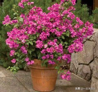 十个三角梅品种,小白随便养,一年都能开花200天! 十个三角梅品种,小白随便养,一年都能开花200天!