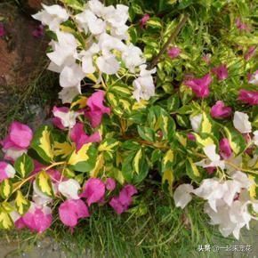 十个三角梅品种,小白随便养,一年都能开花200天! 十个三角梅品种,小白随便养,一年都能开花200天!