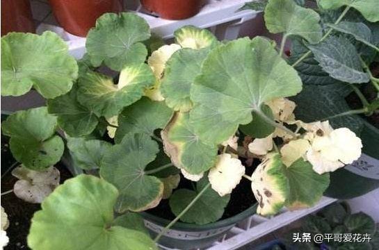 叶子萎蔫就浇水？别傻了，这“5种情况”要知道，不然浇1盆死1盆